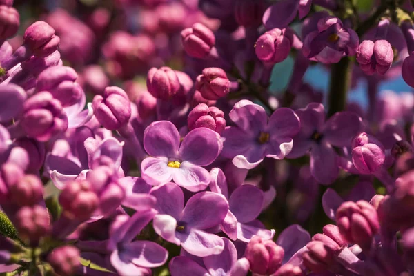 Fialové Květy Jara Kvetoucí Šeříky — Stock fotografie