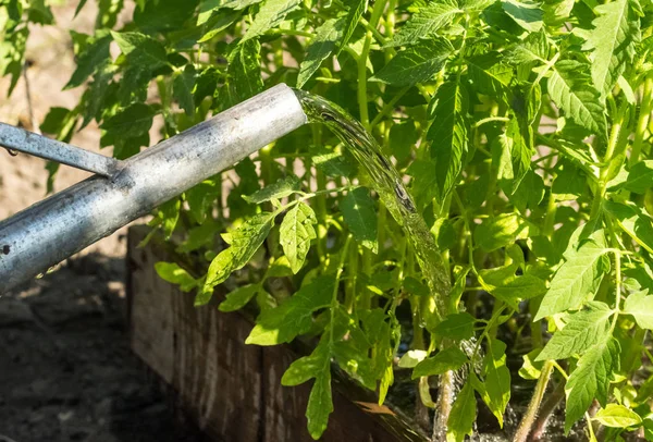 古い庭水まき缶とトマトの実生植物の水やり — ストック写真