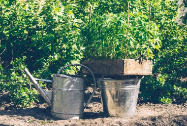 Bahar bahçe dikim önce taze fidan ve bir rustik