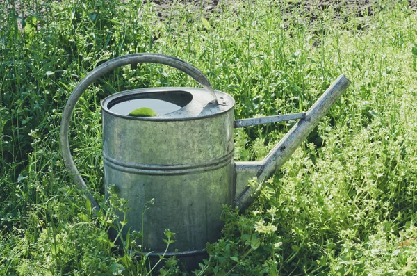 Old metal galvanized watering can in the spring green garden
