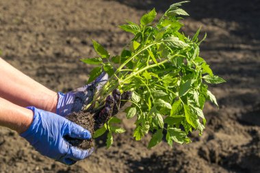 Daha önce Dikim domates lahanası avuç
