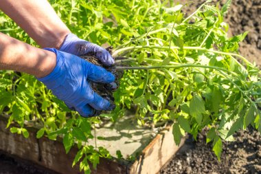 Daha önce bir serada Dikim domates lahanası avuç