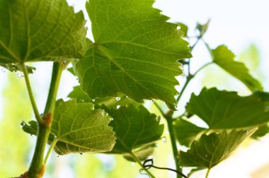 Çiy damlaları ve yeşil üzüm yaprağı. Güneşli bahar bağ