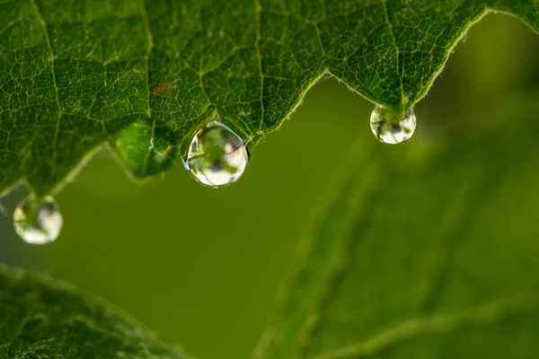 Dew Drops Green Grape Leaves — Stock Photo, Image