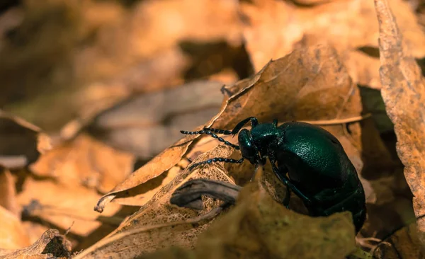 Gândacul Pădure Printre Frunzele Uscate Anul Trecut — Fotografie, imagine de stoc