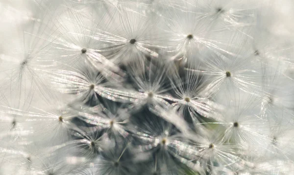 Flauschig Verblasster Zerbrechlicher Feldlöwenzahn — Stockfoto