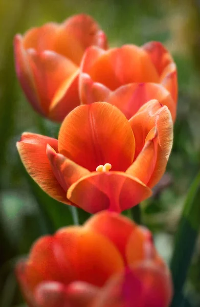 Bocciolo Tulipano Primaverile Luminoso Sul Campo Tulipani — Foto Stock