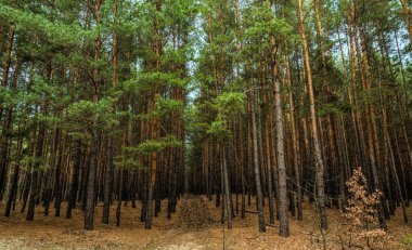Sonbahar çam ormanı ve mavi gökyüzü