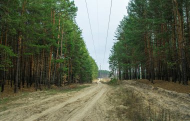 Sonbahar çam ormanı ve mavi gökyüzü