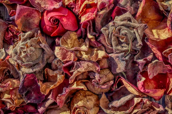 Сухі Пелюстки Троянд Зів Ялі Осінні Квіти — стокове фото