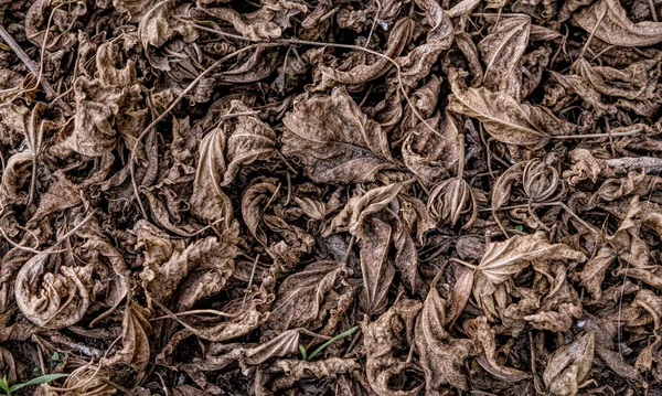 Fallen Dry Stale Leaves Autumn Faded Background — Stock Photo, Image