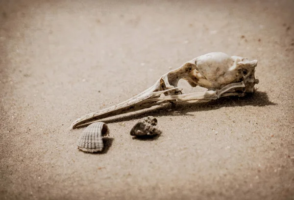 Cráneo Pájaro Muerto Sobre Fondo Arena Gris Sin Vida Desierto — Foto de Stock