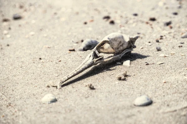 Crânio Pássaro Morto Fundo Areia Cinza Sem Vida Deserto Ecologia — Fotografia de Stock