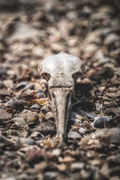 Cráneo Pájaro Muerto Sobre Fondo Arena Gris Sin Vida Desierto — Foto de Stock