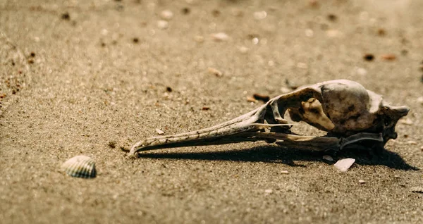 Skalle Död Fågel Bakgrund Grå Livlös Sand Öknen Ekologi Och — Stockfoto