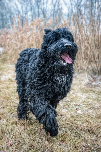 Voksen Kjempeschnauzer Fottur – stockfoto