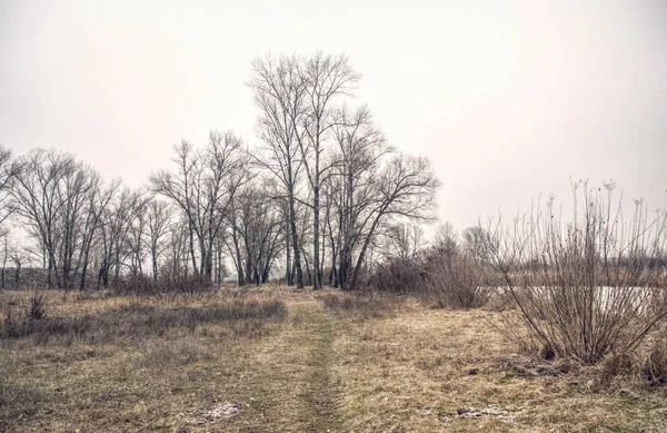 Peuplier Géant Bruyère Froide Hivernale Hiver Royaume Uni — Photo