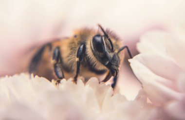 Bal arısı ve sonbahar kasımpatı çiçekleri. Sonbahar balı