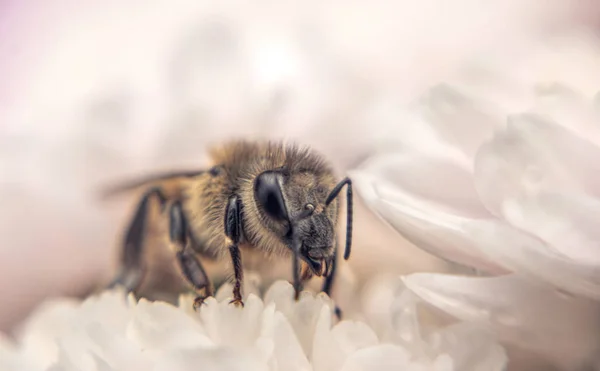 蜜蜂和秋天的菊花 — 图库照片