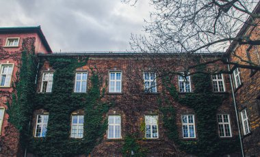 Yeşil sarmaşıkla kaplanmış eski tuğla ev cephesi. İngiltere 'de eski bir ev