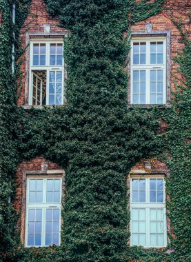 Yeşil sarmaşıkla kaplanmış eski tuğla ev cephesi. İngiltere 'de eski bir ev