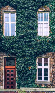 Yeşil sarmaşıkla kaplanmış eski tuğla ev cephesi. İngiltere 'de eski bir ev