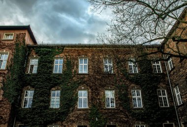 Yeşil sarmaşıkla kaplanmış eski tuğla ev cephesi. İngiltere 'de eski bir ev