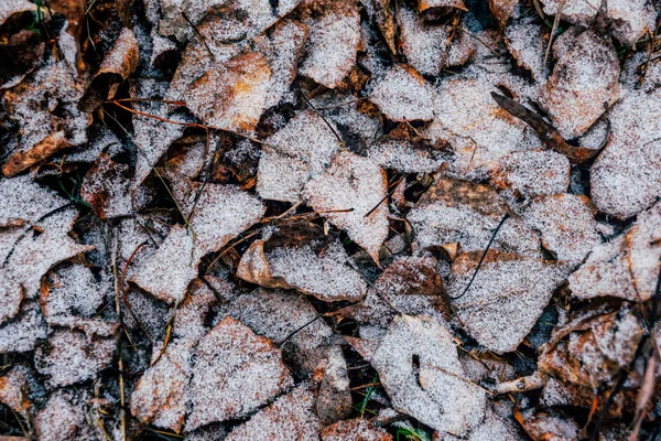 Lehullott Száraz Levelek Rekedt Fagy Téli Háttér — Stock Fotó