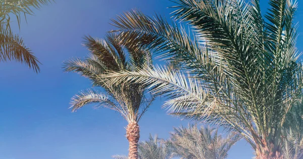 Palmbomen Morgen Ontsteken Tegen Een Blauwe Lucht Californische Ochtend — Stockfoto