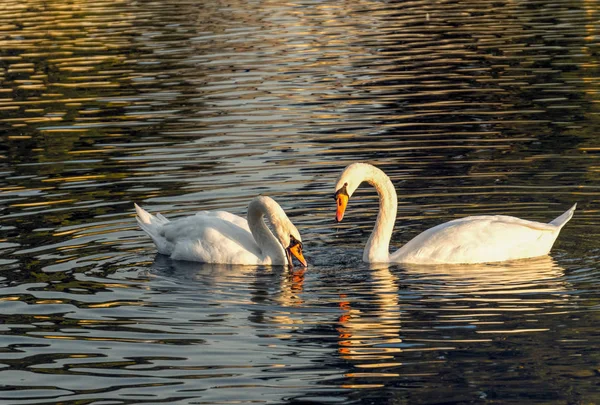Пара Белых Лебедей Скользит Тихой Воде Пруду Любовь Верность — стоковое фото