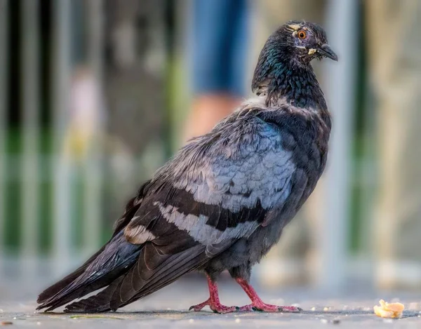Sokakta Güvercin Besliyorum Yayalar Kuşlar Ekmek Kırıntıları — Stok fotoğraf