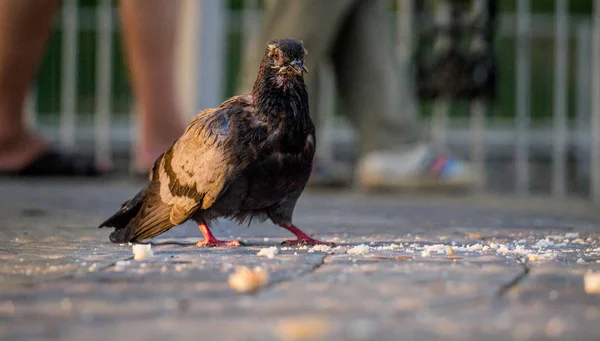 Ταΐζοντας Περιστέρια Στο Δρόμο Πεζοί Πουλιά Και Ψίχουλα Ψωμιού — Φωτογραφία Αρχείου