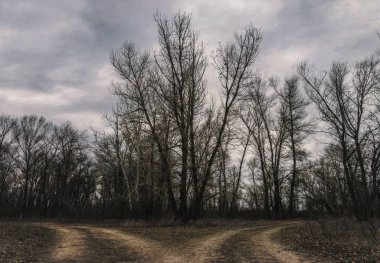 Baharın başında gizemli orman manzarası. New England doğası, ABD