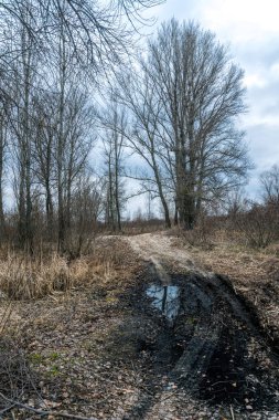 Baharın başında gizemli orman manzarası. New England doğası, ABD