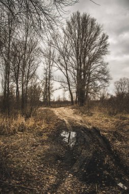 Baharın başında gizemli orman manzarası. New England doğası, ABD