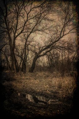 Baharın başında gizemli orman manzarası. New England doğası, ABD