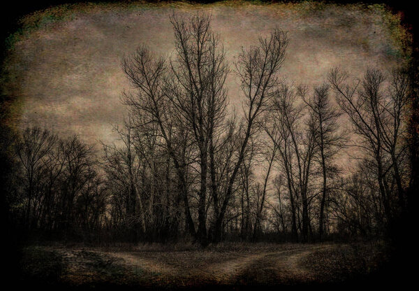 Туманный загадочный лесной пейзаж ранней весной. Природа Новой Англии, США