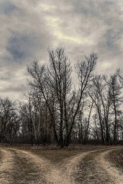 Misterioso Paisaje Forestal Misterioso Principios Primavera Naturaleza Nueva Inglaterra — Foto de Stock