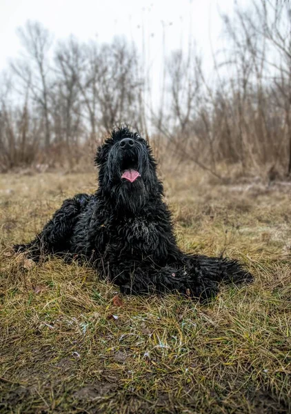 ใหญ Schnauzer นเล — ภาพถ่ายสต็อก