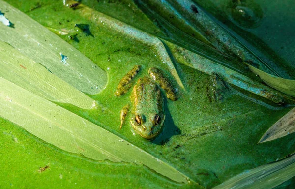 生態学的危機 沼の川とカエル — ストック写真