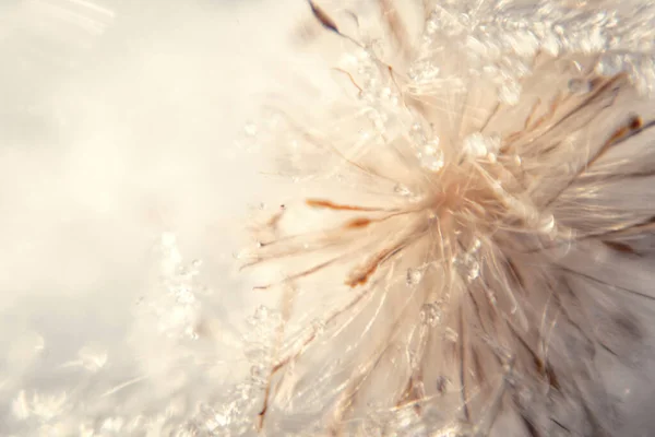 Winter Tenderness Fluffy Frozen Dandelion Snowflakes Winter Romantic Card — ストック写真