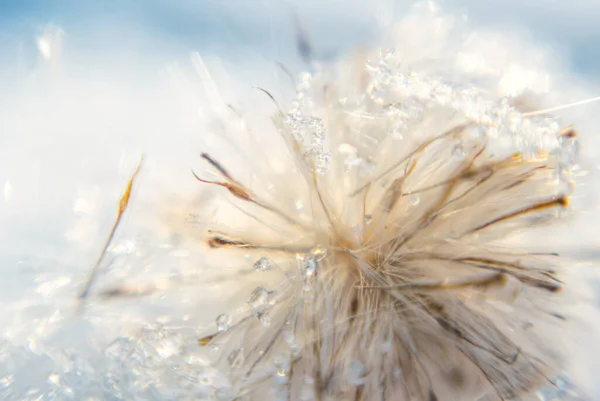 Winter Tenderness Fluffy Frozen Dandelion Snowflakes Winter Romantic Card — ストック写真