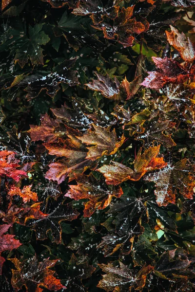 Close Van Kleurrijke Herfst Esdoorn — Stockfoto