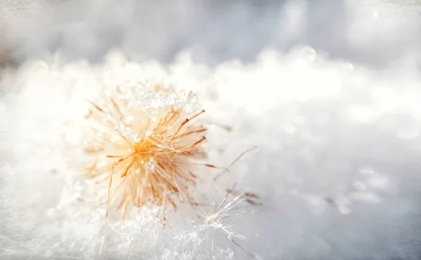 Winter Tenderness Fluffy Frozen Dandelion Snowflakes Winter Romantic Card — ストック写真