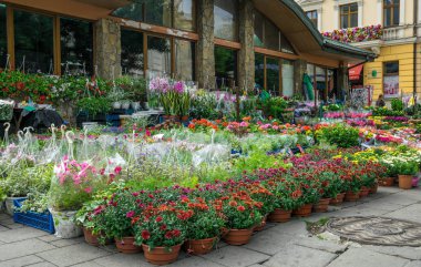 Doğu Avrupa, Ukrayna 'da Lviv şehrinin caddesinde bahar sokağı çiçek pazarı