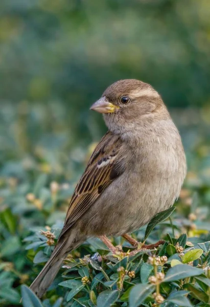 Sperling Auf Einem Grünen Buchsbaum Garten — Stockfoto