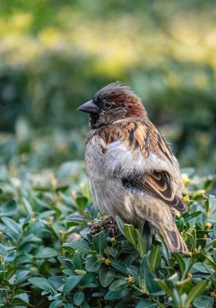 冬天公园里的一丛丛常绿的黄杨木上 有一只有趣的褐色麻雀 市区的野生雀鸟生活 — 图库照片