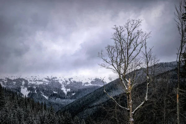 Winter cloudy landscape of the Carpathian Mountains in Eastern Europe