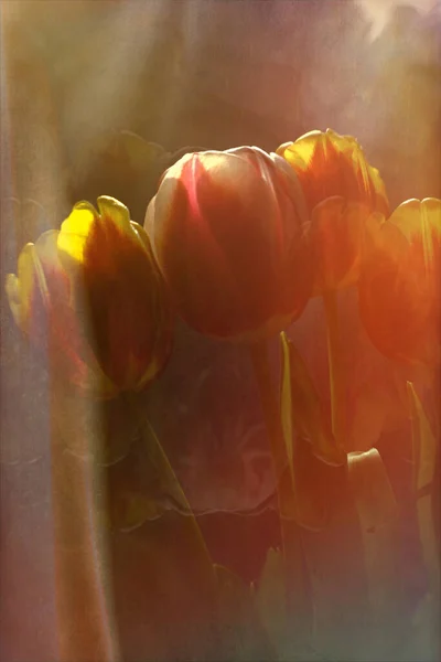 Святкові Тюльпани Яке Світло Від Вікна Весняний Букет Міжнародного Жіночого — стокове фото
