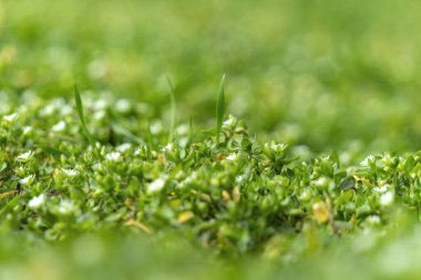 Güneşli bahar yeşili bahçe